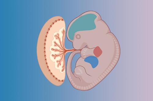 Graphic image of developing fetus and placenta. 