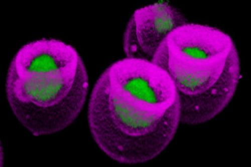 Mesenchymal stem cells nanovials