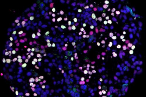 Differentiating human pluripotent stem cells (blue) turning into human germ cells (pink and white).