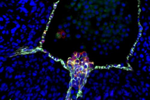 Human blood stem cells emerging from specialized endothelial cells in the wall of an embryonic aorta. UCLA scientists’ confirmation of this process clarifies a longstanding controversy about the stem cells’ cellular origin. 
