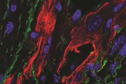 Immunofluorescent staining demonstrating fibroblasts expressing the Channelrhodopsin protein in heart scar tissue. The ChR2-expressing fibroblast (green) is in close proximity to cardiomyocytes (red) within scar.