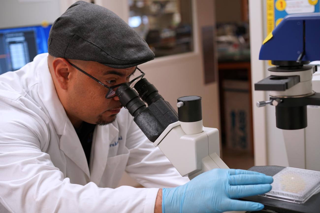 Scientist Dr. Anthony Covarrubias looking through a microscope in his lab