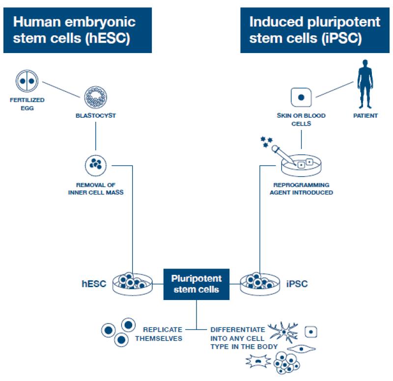 graphic comparing human embryonic stem cells and induced pluripotent stem cells