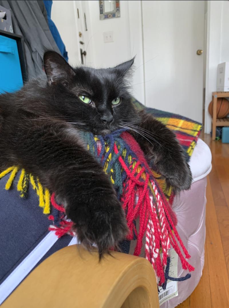 black cat