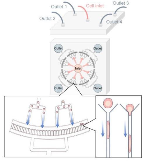Diagram of a microfluidic device with one central cell inlet and four outlets, with zoomed-in views showing cells flowing into narrow channels and being squeezed into elongated shapes as they pass through.