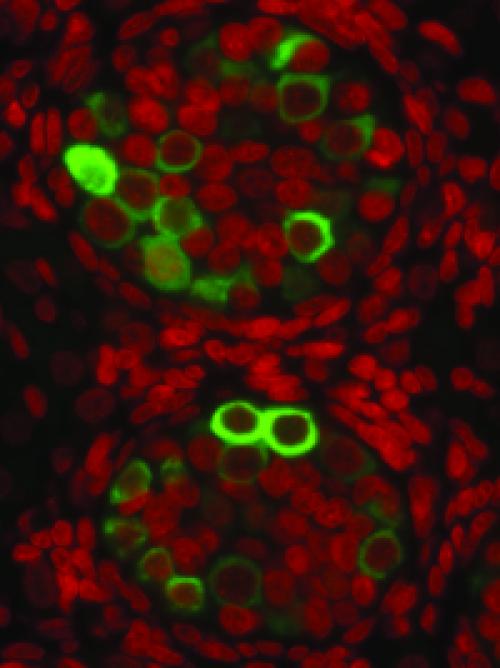 Male prenatal germline cells stained in green