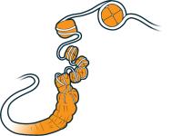 Illustration showing a DNA strand wrapping around orange histone proteins to form a coiled chromatin fiber.