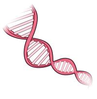 A pink illustration of a DNA double helix, showing the twisted outer strands connected by inner horizontal base pairs.