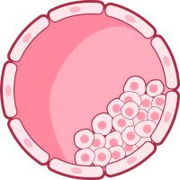 A pink diagram of a blastocyst showing the outer trophoblast layer, the fluid-filled blastocoel cavity, and the cluster of cells forming the inner cell mass.