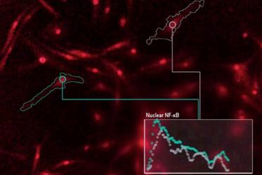 Microscopy image of immune cells communicating with genes.