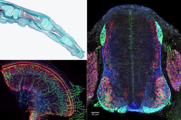 A selection of winning images from the Center's 2019 microscopy contest. 