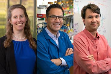 Dr. Brigitte Gomperts, Dr. Siavash Kurdistani and William Lowry have been appointed associate directors of the UCLA Broad Stem Cell Research Center.