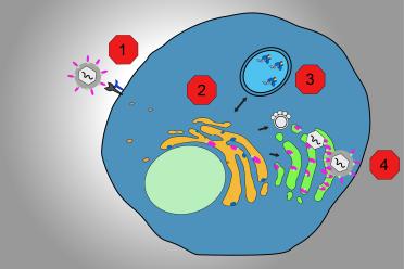 Steps of a virus growth cycle illustration.