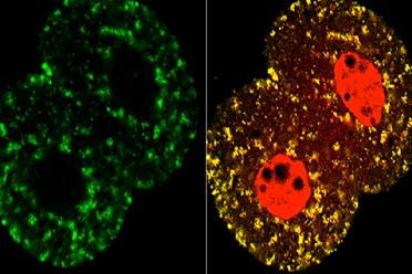 Migration of TCA cycle protein from the mitochondria (left, green) to the nuclei (right, red) in the two-cell stage mouse embryo.