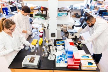 Researchers in the lab of CIRM grantee Dr. Donald Kohn
