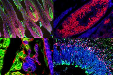 Striking images from CORE microscopy contest