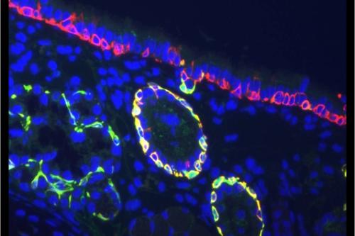 Microscope image of stem cells.