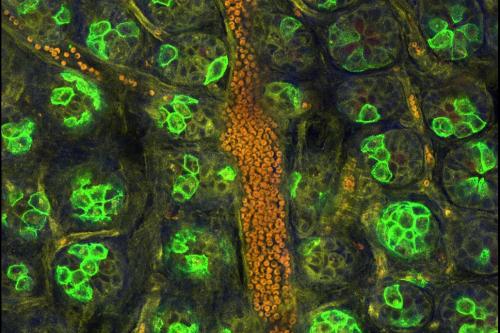 This image shows the stem cell niche within a Cre-recombinase-activated mouse small intestinal crypt