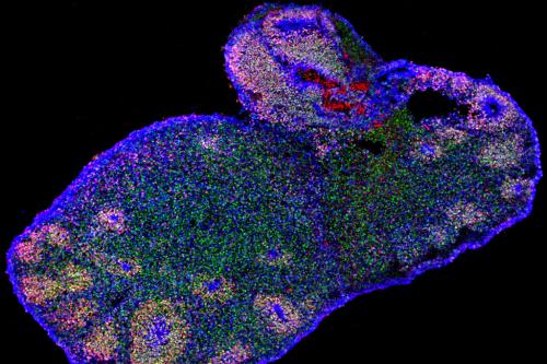Microscopy image of brain cells in the shape of a bunny