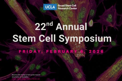 Promotional poster for UCLA Broad Stem Cell Research Center's 22nd Annual Stem Cell Symposium on Friday, February 6, 2026. The background shows a fluorescence microscopy image of muscle cells fusing to form proto-muscle structures, or myotubes, with vibrant magenta and green coloring. Image credit: Tamas Nagy/Thomas Rando Lab.