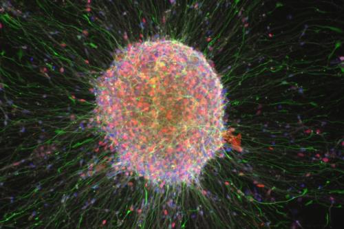 stem cell seen through microscope