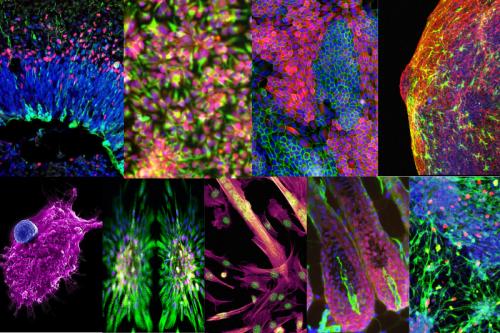 A collection of nine vibrant fluorescent microscopy images showing various biological structures and tissues in bright neon colors including pink, green, blue, and yellow against dark backgrounds