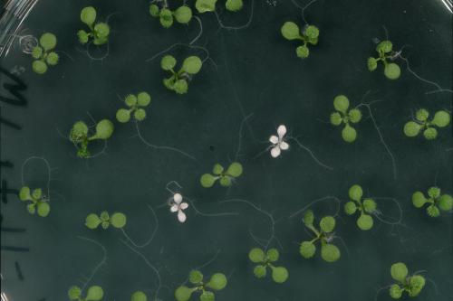 seedlings of the Arabidopsis thaliana plant (some in its natural green color, some genetically modified and in white)