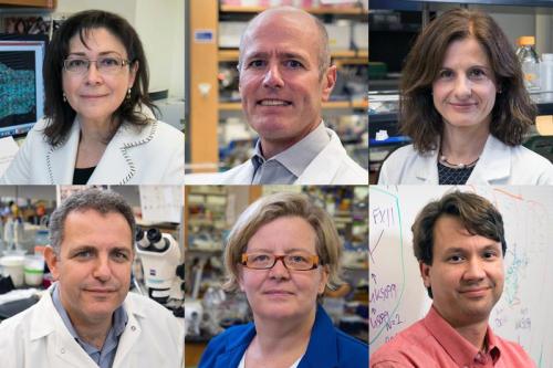 collage of UCLA researchers