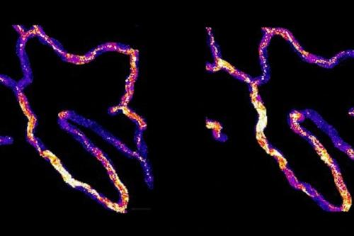 Microscopy image of endothelial cells sending signals inside blood vessels.