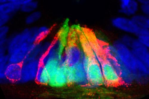 Cells (blue) at the ventral midline of the spinal cord, expressing netrin1 (red) and a fluorescent tracer (GFP, green).