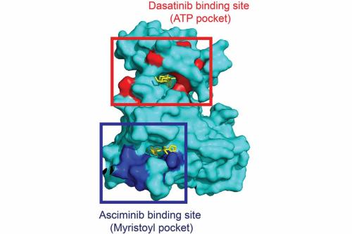 A graphic rendering of the SEE-CITE platform, developed at UCLA, accurately maps known protein interaction sites of two FDA-approved cancer drugs (in red and blue).