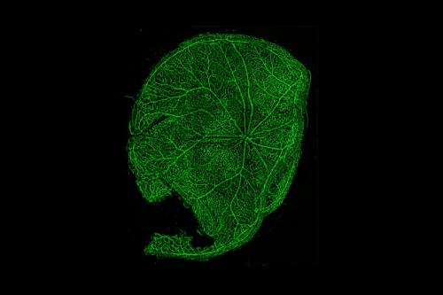  Microscopic View of Mouse Retinal Micro-vasculature
