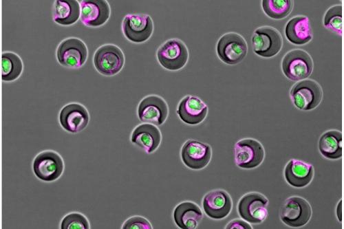 Nanovials containing individual cells (green) and secreted extracellular vesicles (magenta) within their cavities.