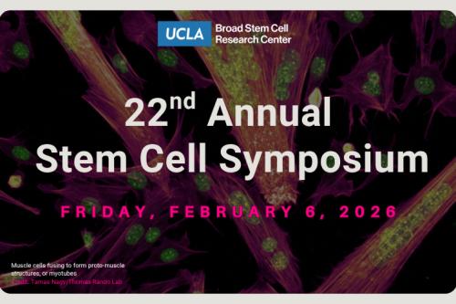 Promotional poster for UCLA Broad Stem Cell Research Center's 22nd Annual Stem Cell Symposium on Friday, February 6, 2026. The background shows a fluorescence microscopy image of muscle cells fusing to form proto-muscle structures, or myotubes, with vibrant magenta and green coloring. Image credit: Tamas Nagy/Thomas Rando Lab.