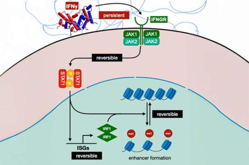 Graphic illustration of macrophages.