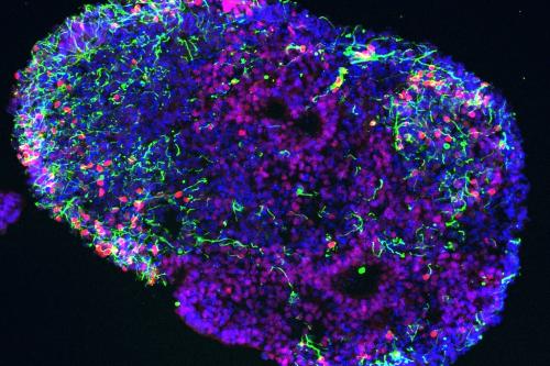 Microscopy image shows some of these nerve cells, called dI3 neurons (shown in red and green staining), in the 30-day-old 3D spheroid (shown in blue).