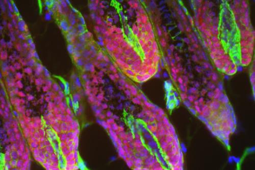 Fluorescence microscopy of hair follicles showing elongated structures with pink outer layers, green centers, and blue nuclei.