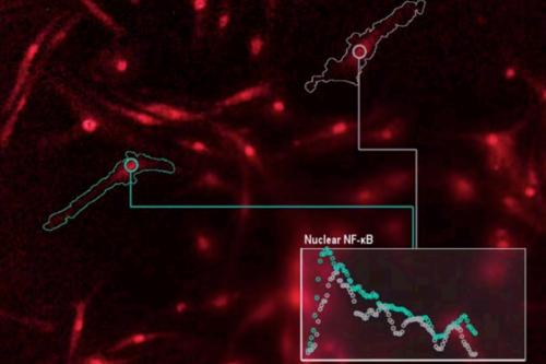 Microscopy image of immune cells communicating with genes.