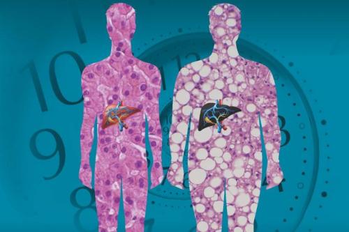 Two human silhouettes with their livers outlined.