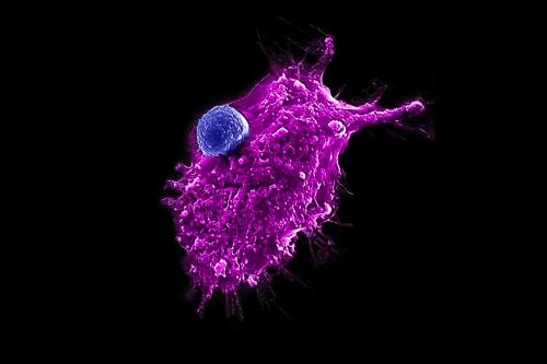 High-magnification microscopy showing a large, highly textured magenta cell with a smaller, round, blue cell attached directly to its surface against a solid black background.