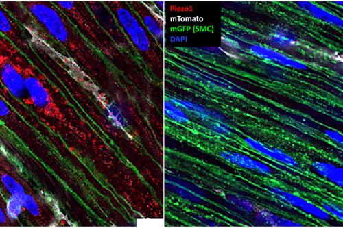 Microscopy image of gut muscle cells. 