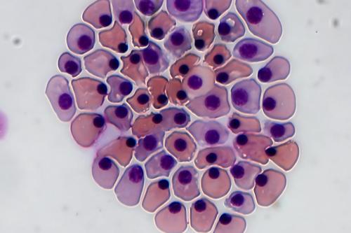 Microscopy of a tight cluster of light pinkish-purple cells, each containing a distinct dark purple nucleus, set against a pale background.