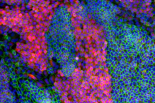 Fluorescence microscopy of epithelial cells forming a dense, cobblestone-like pattern with bright green borders and pink and blue interiors.