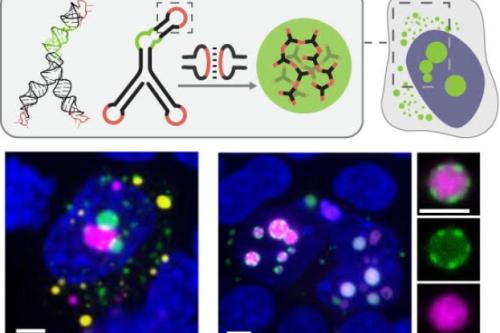 Schematic of UCLA-developed modular RNA motifs forming distinct condensates in cells, shown in different colors at a 5-micrometer scale