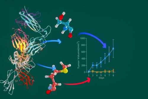 Protein structure with two candidate molecules linked by arrows to a tumor volume growth chart comparing treatment outcomes over 8 days.