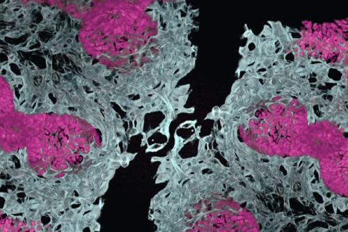 Microscopy image of an embryonic mouse lung showing blood vessels (in white) and air sacs (in pink)