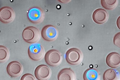 An image of nanovials under a microscope.