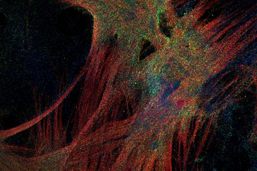 Microscopic image of skeletal muscle fibers (in red) produced from embryonic stem cells.