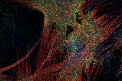 Fluorescence microscopy of skeletal muscle showing thick, overlapping bundles of red fibers interspersed with green speckles.