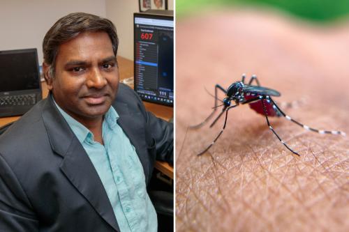 Split image: on the left, headshot of Vaithi Arumugaswami; on the right: a close-up of a mosquito feeding on human skin